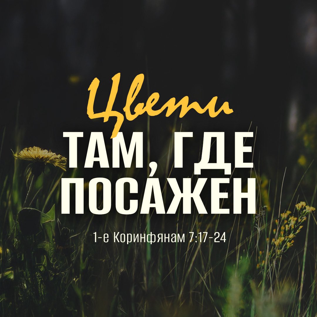 Цвети там, где посажен podcast