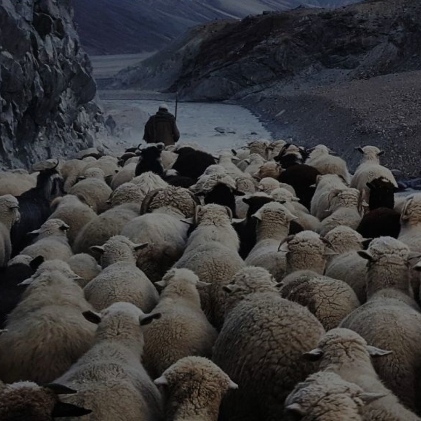 The Shepherd's Heart: Love, Care & Concern for the Flock The Shepherd's Heart: Love, Care & Concern for the Flock