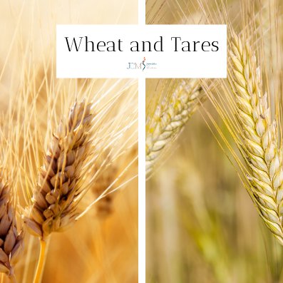 Matthew 13:24-43 The Wheat and The Tares