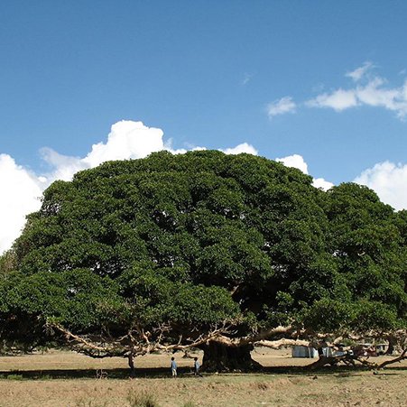 The Sycamore Fig Tree