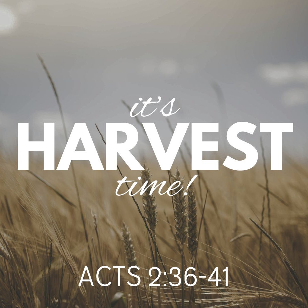 Pentecost Sunday // It's Harvest Time!