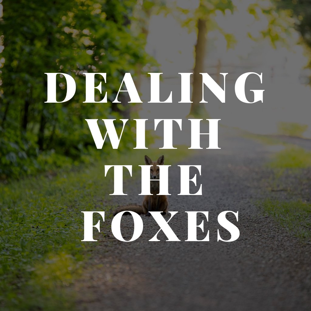 Dealing with The Foxes