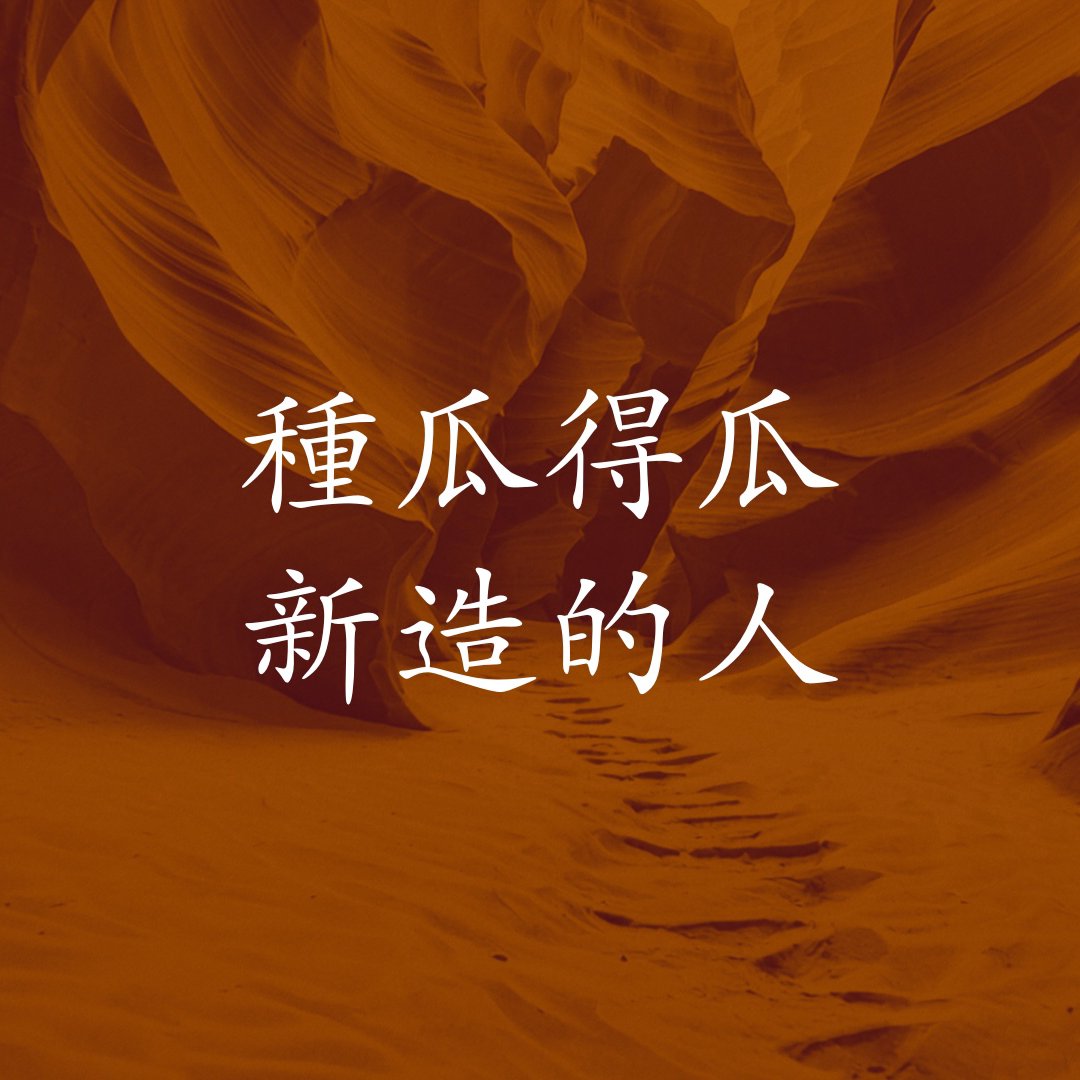 種瓜得瓜 新造的人 episode artwork
