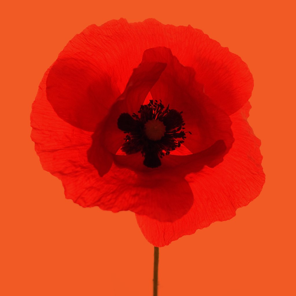 Remembrance Sunday 2015 episode artwork