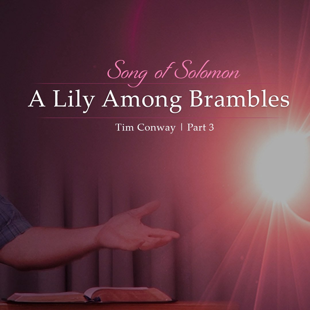 A Lily Among Brambles (Song of Solomon Part 3) episode artwork