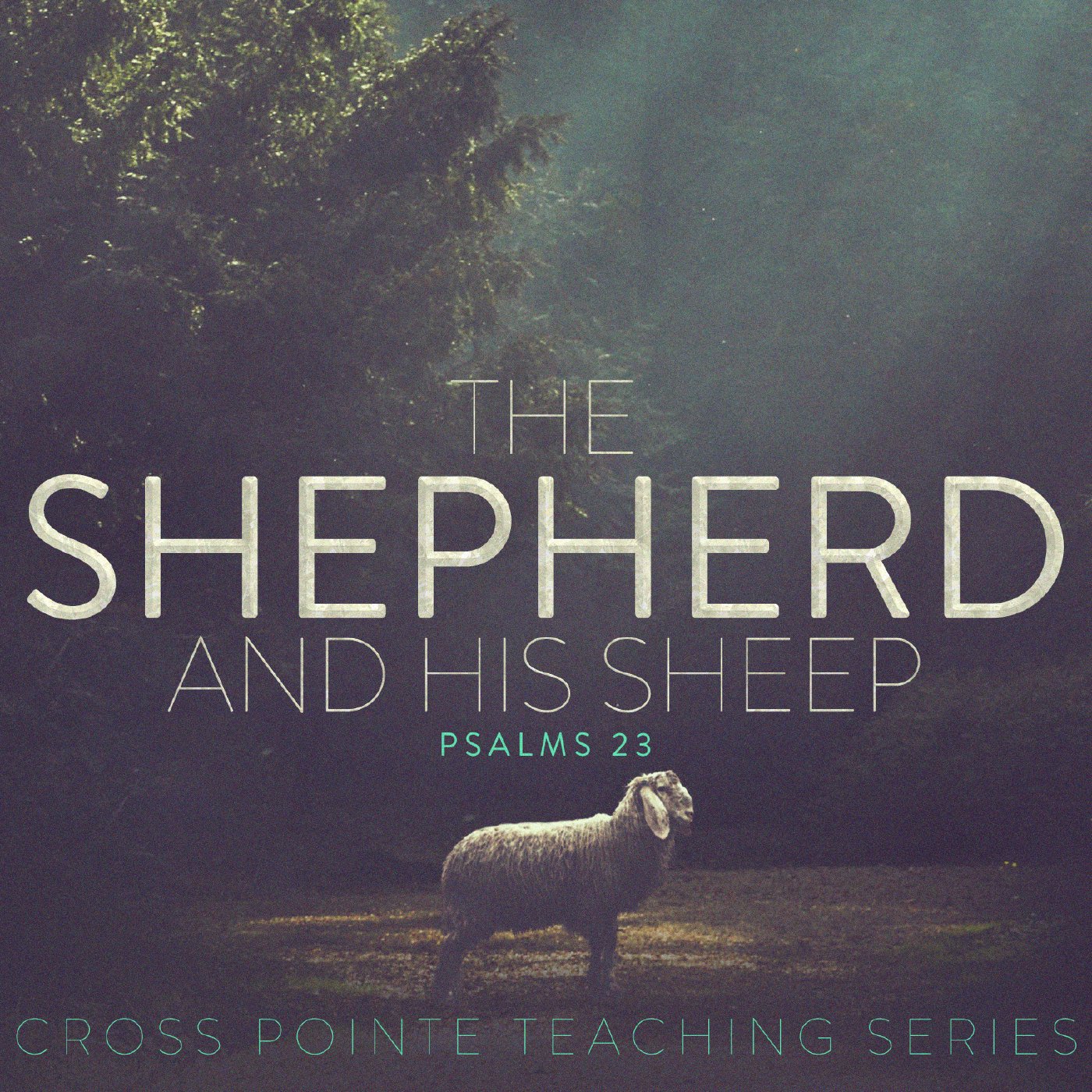 The Shepherd and His Sheep - Week 9