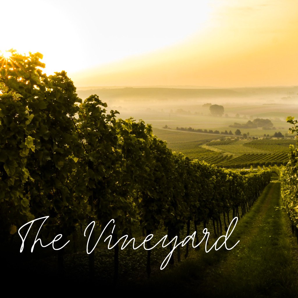 The Vineyard - Part 1