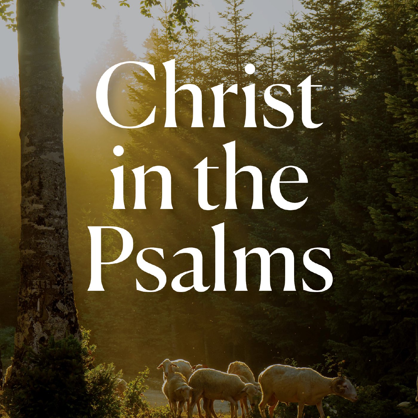 Psalm 45 - Christ in the Psalms Pt. 3