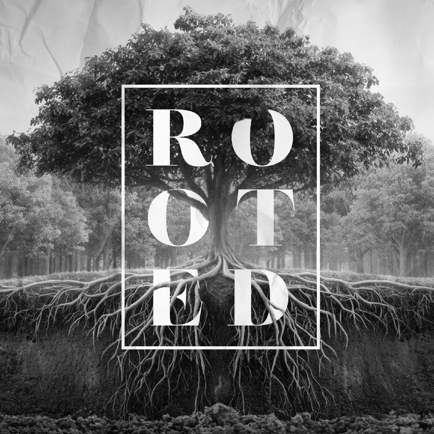 Planted for Purpose episode artwork