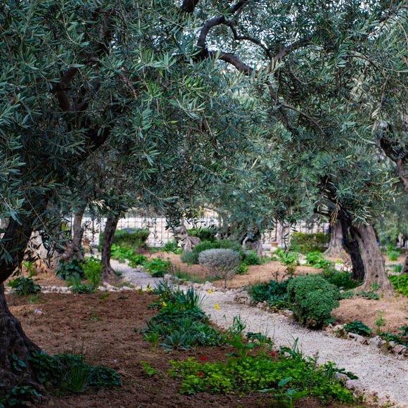 The Garden of Gethsemane episode artwork