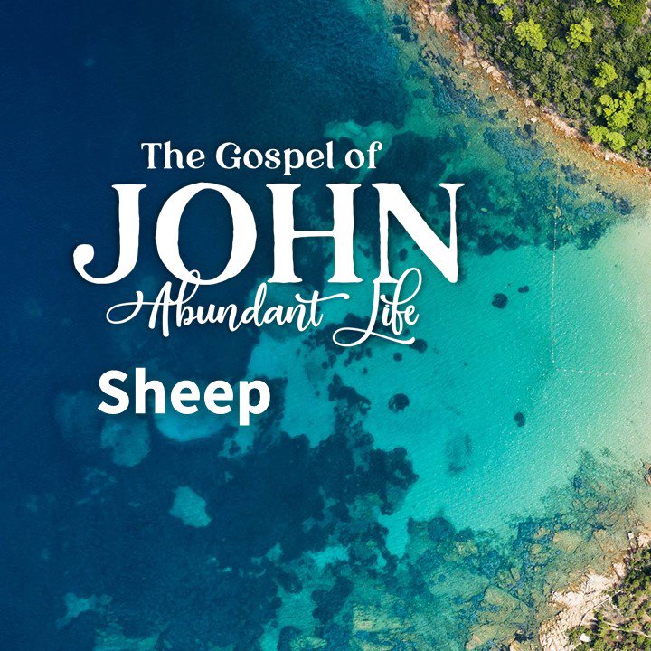 Sheep episode artwork