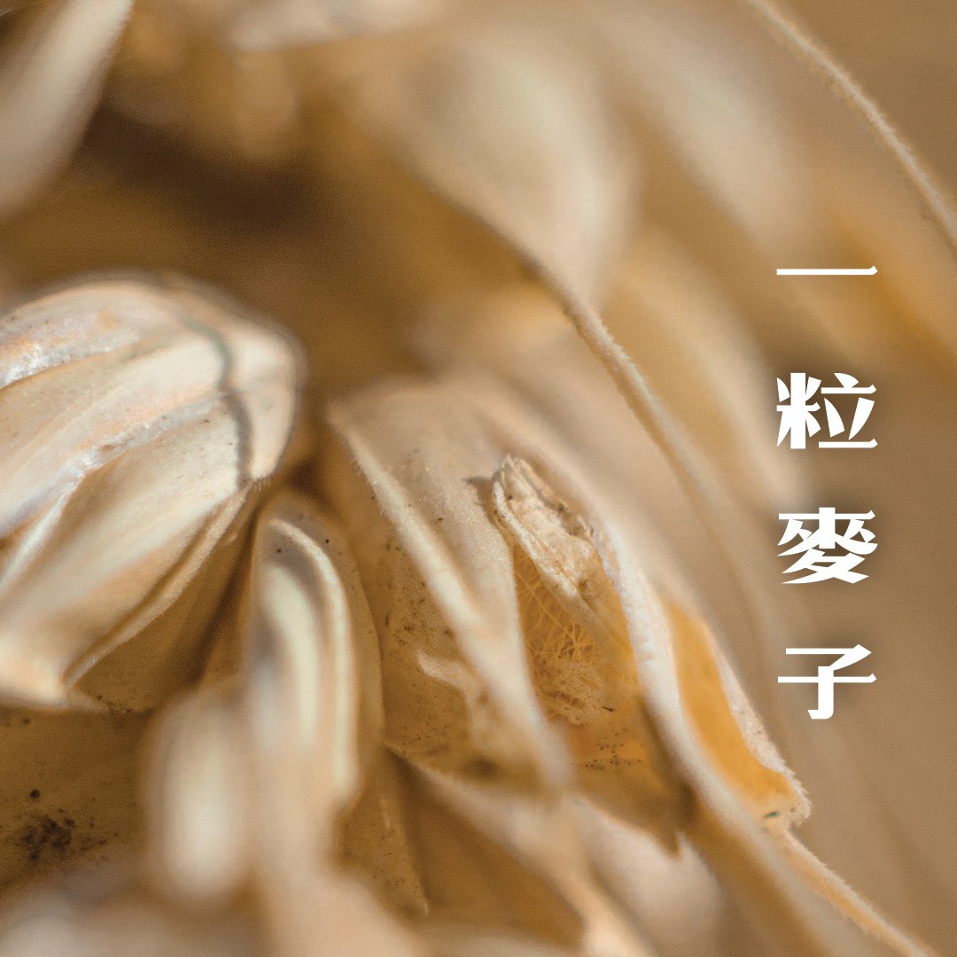 一粒麥子 episode artwork