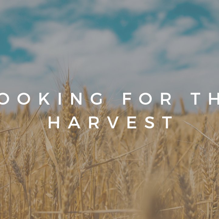 Looking for the Harvest episode artwork