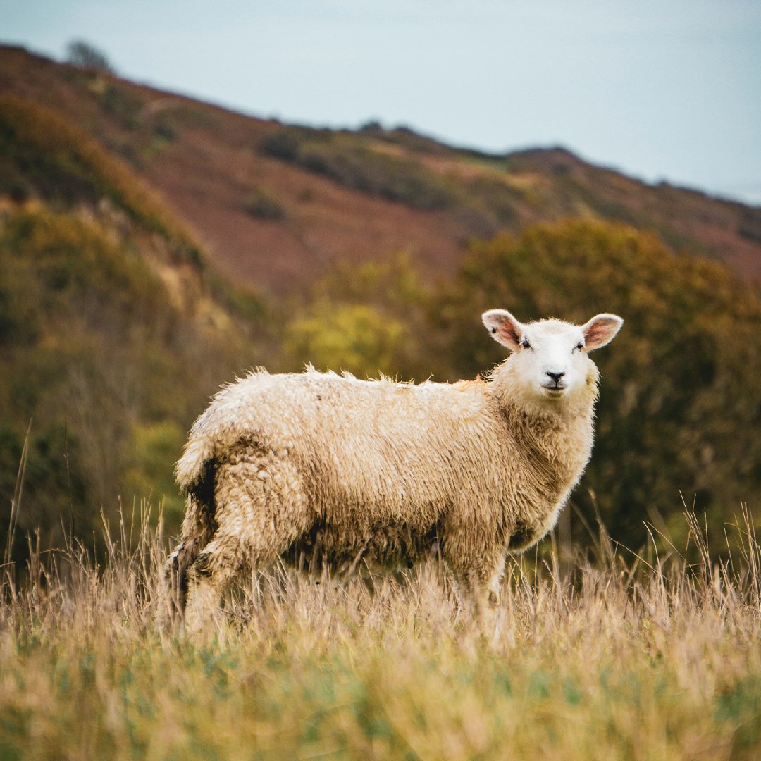 Behold, The Lamb of God