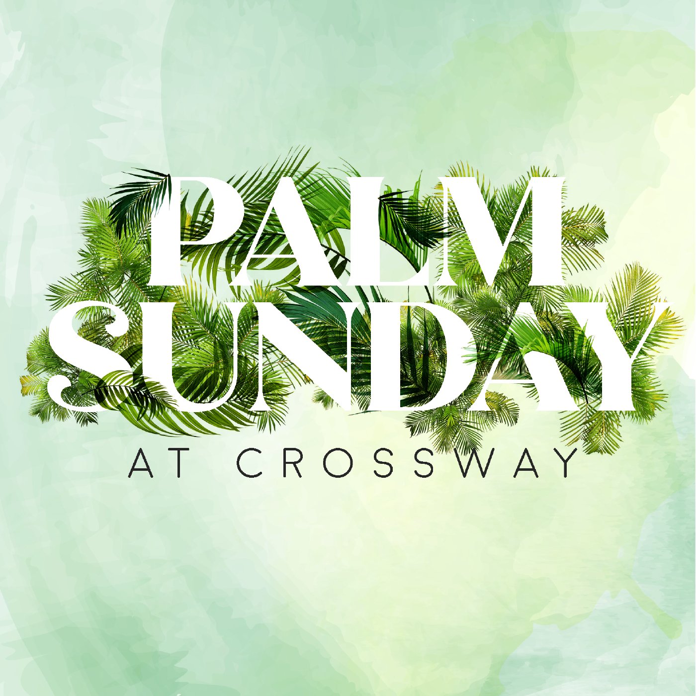 Looking for Peace on Palm Sunday