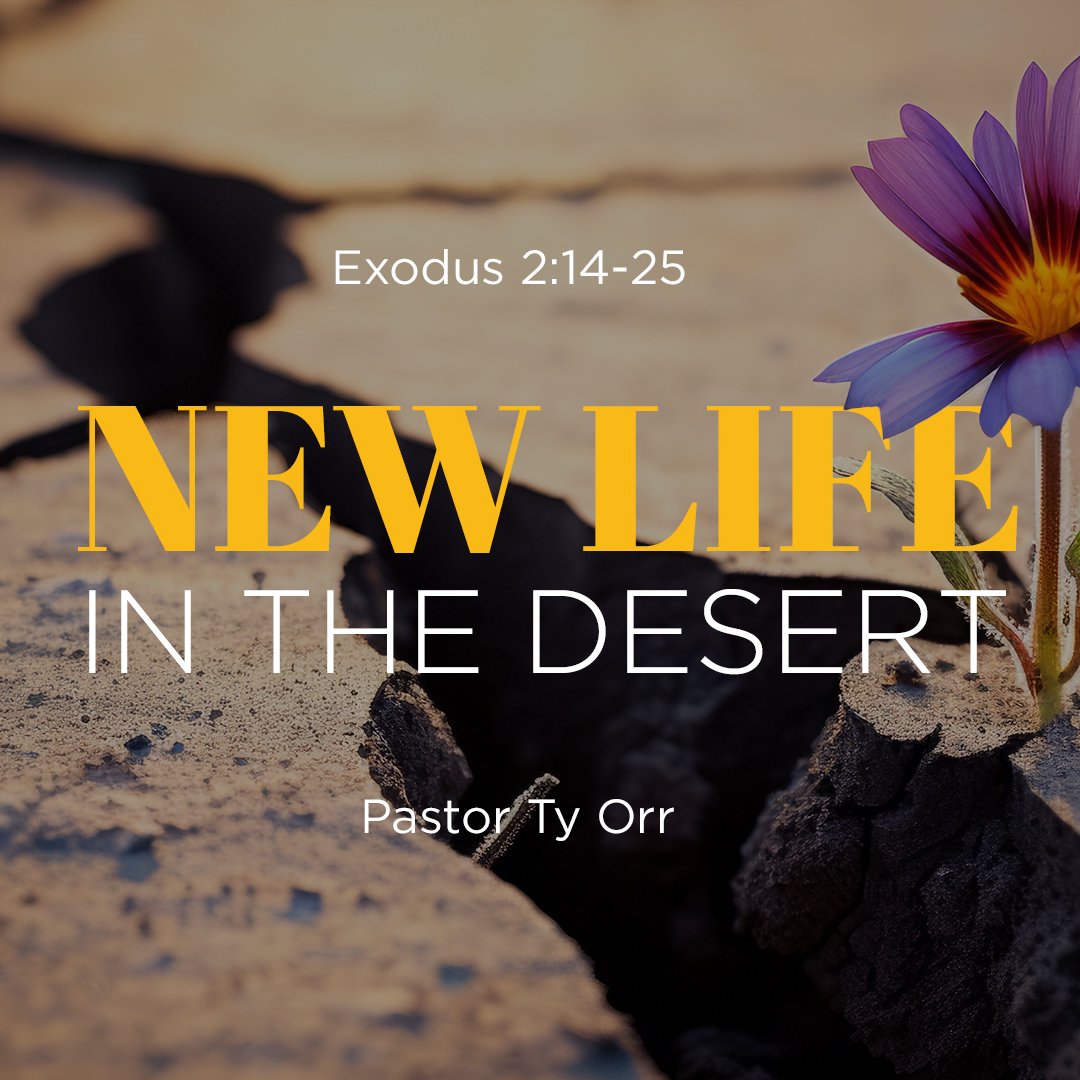 New Life in the Desert
