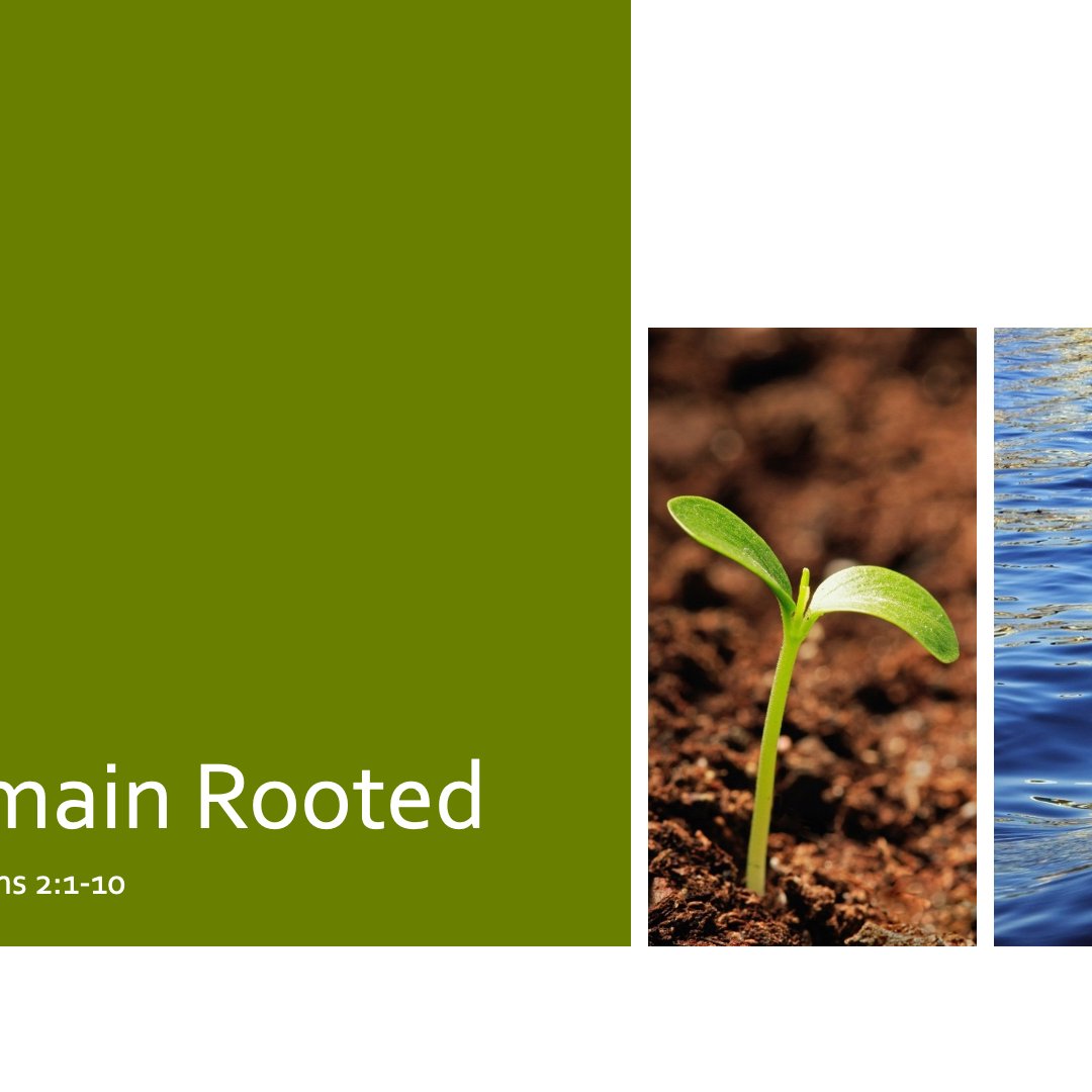 Remain Rooted episode artwork