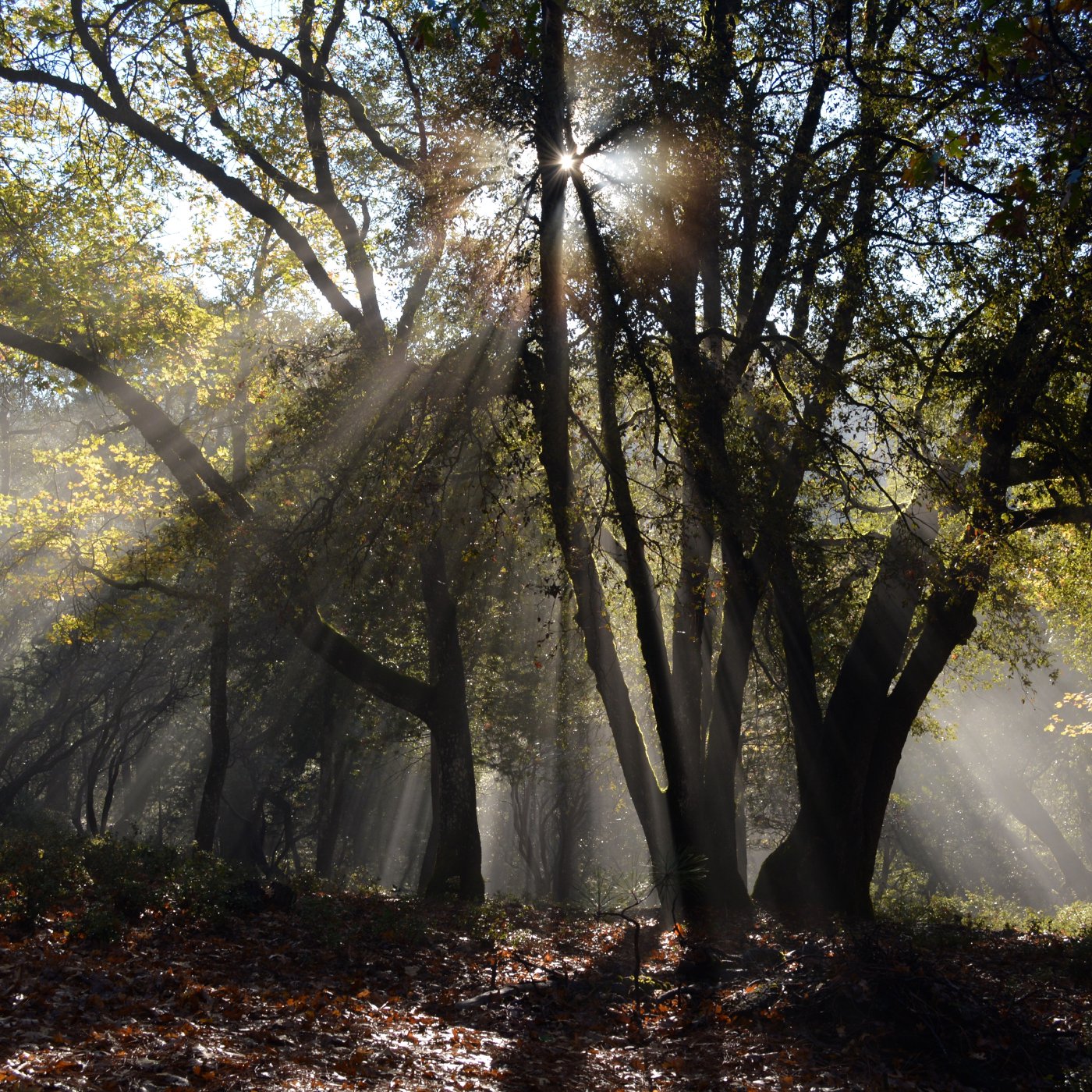 A Pilgrim's Retreat, April 2022: Talk #3 episode artwork