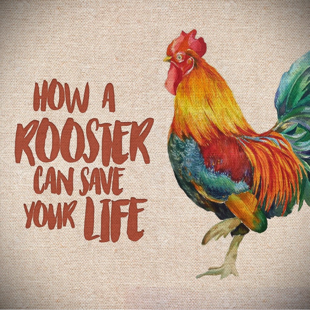 How a Rooster can Save your Life episode artwork