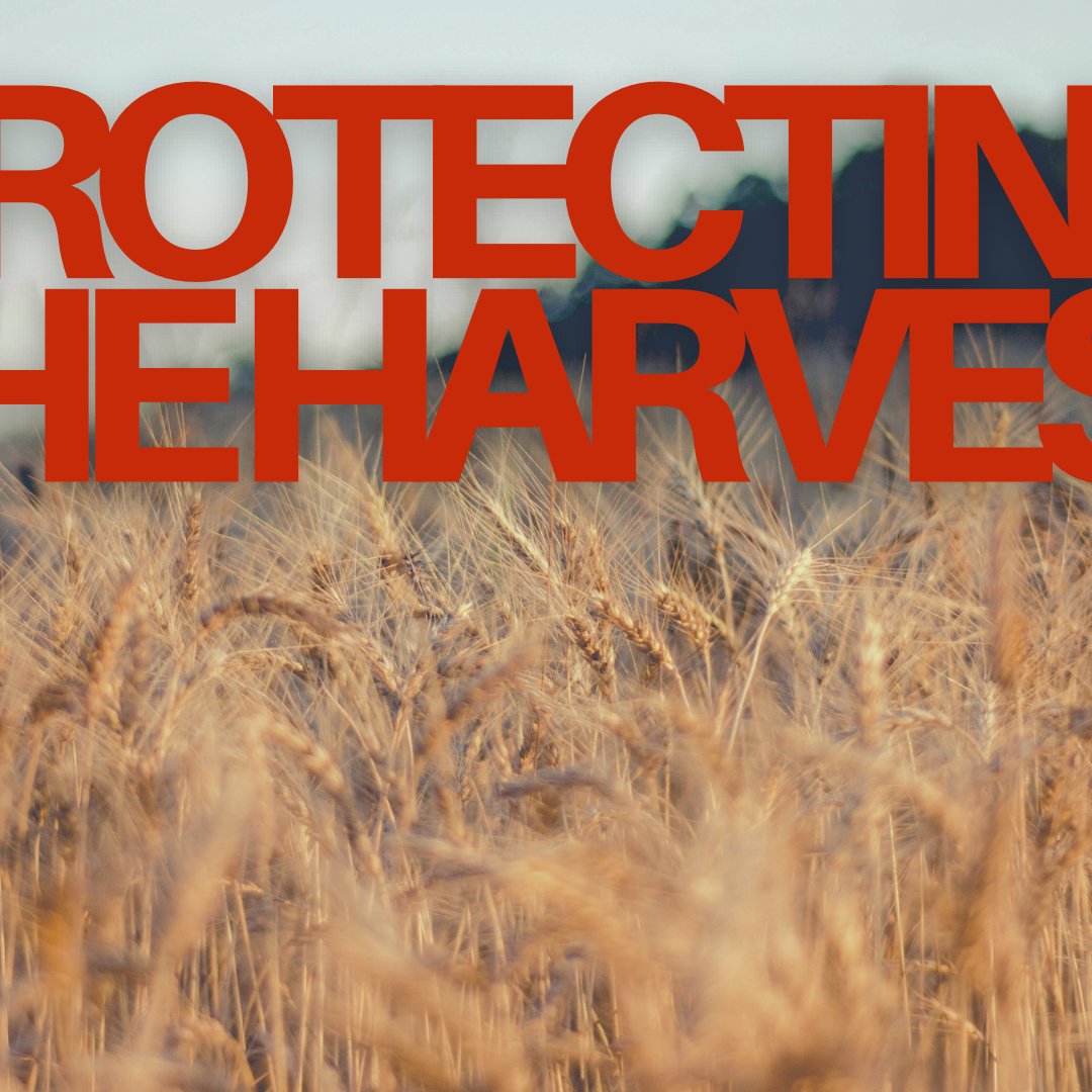 Protecting The Harvest episode artwork