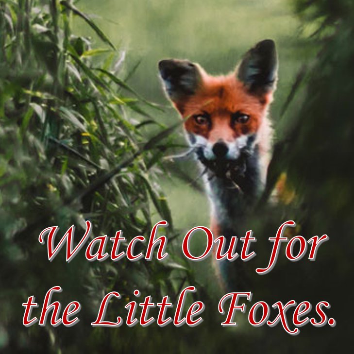 Watch Out for the Little Foxes. episode artwork