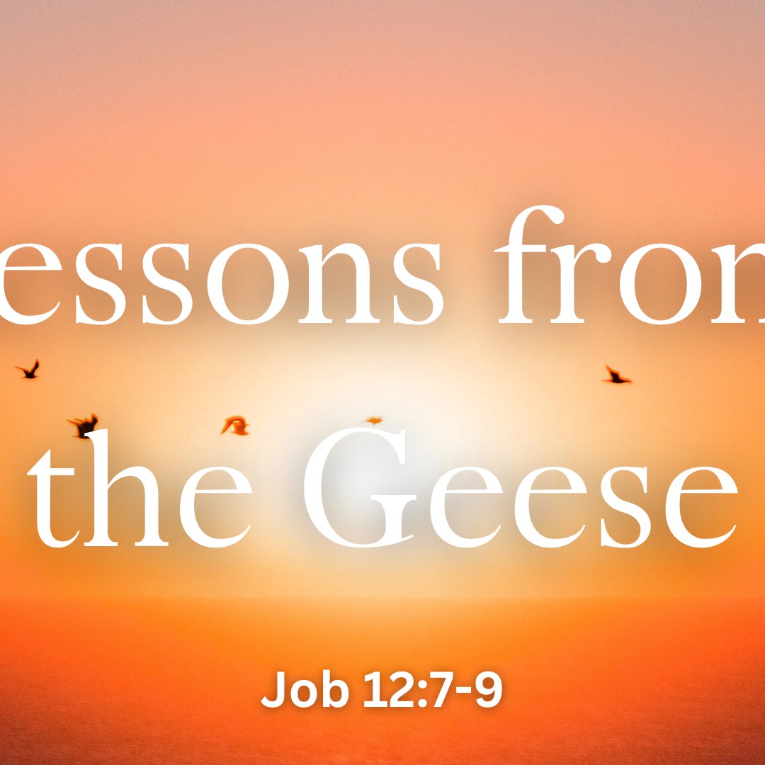 Lessons from the Geese episode artwork