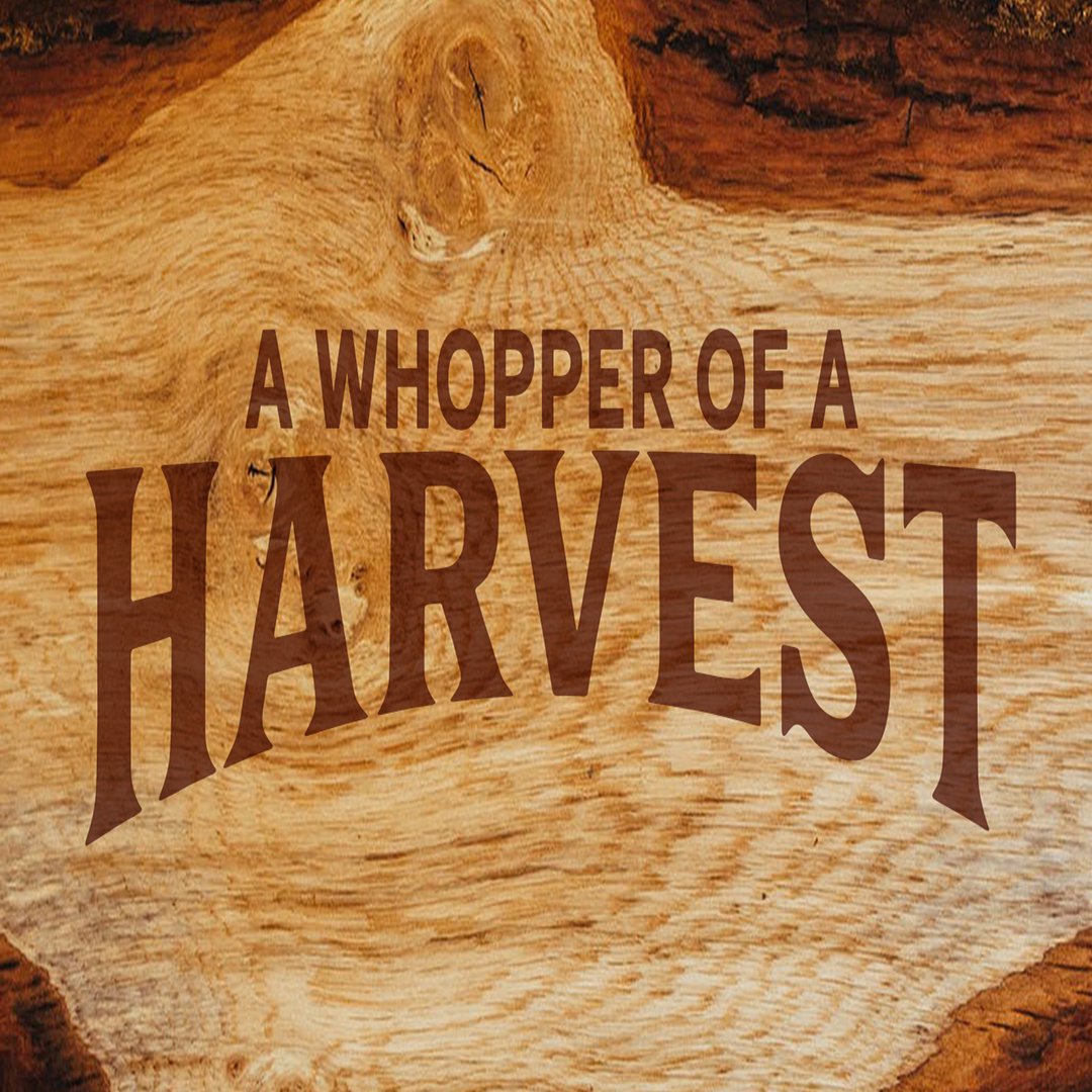 A Whopper Of A Harvest (Part 5)