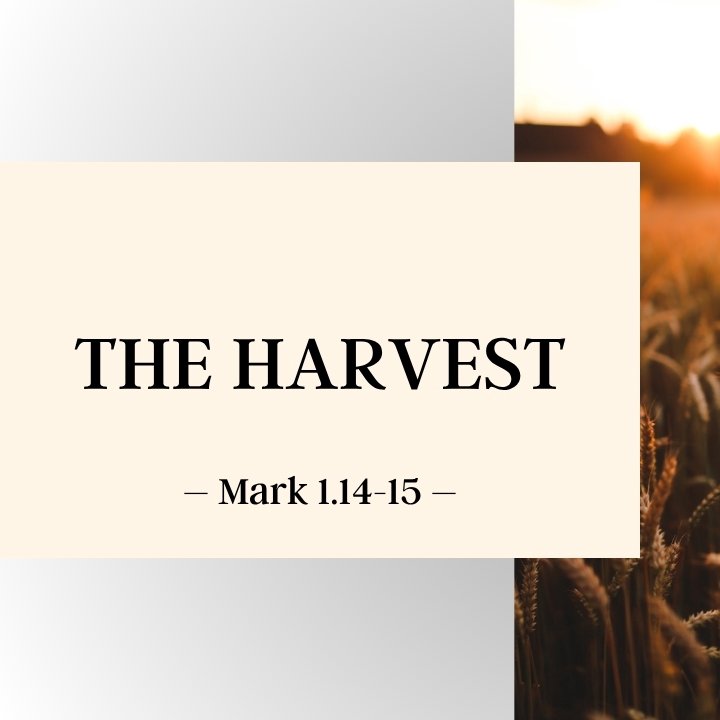 The Harvest | Standalone Sermons episode artwork