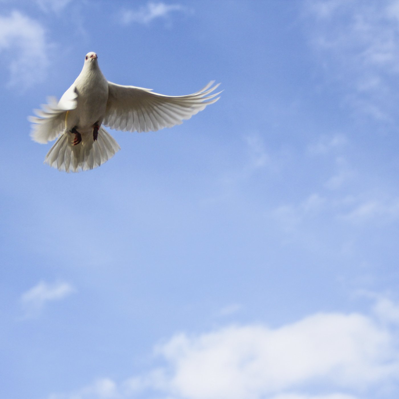 .::Predicaciones - Estudios Biblicos - Sermon::. ~