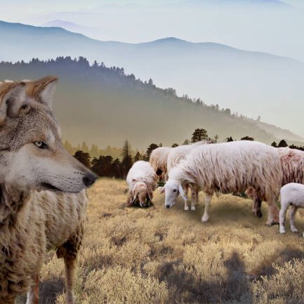 #6 - Sheep & Wolves episode artwork