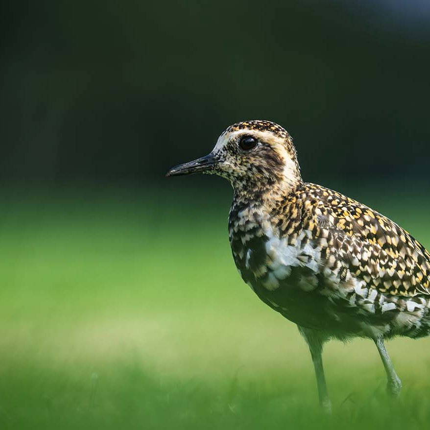 The Pacific Golden Plover episode artwork