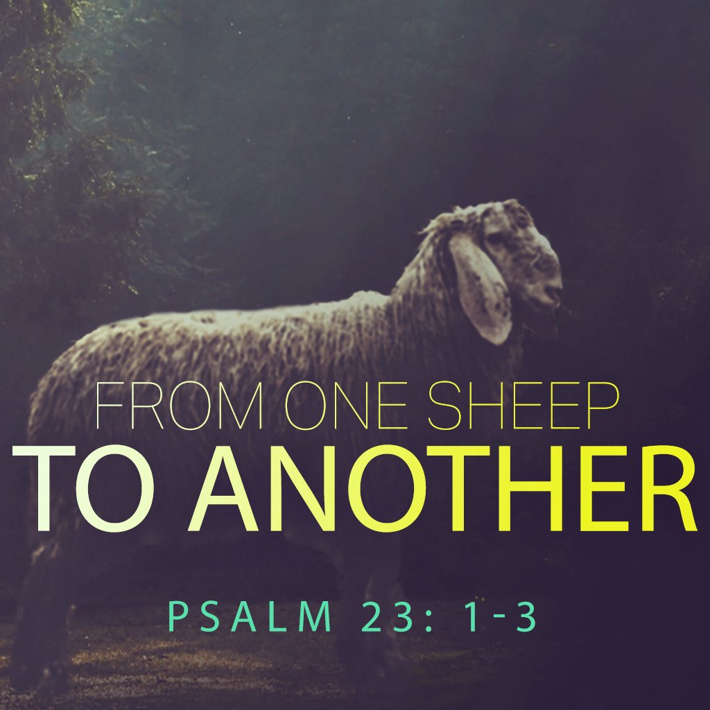 From One Sheep To Another