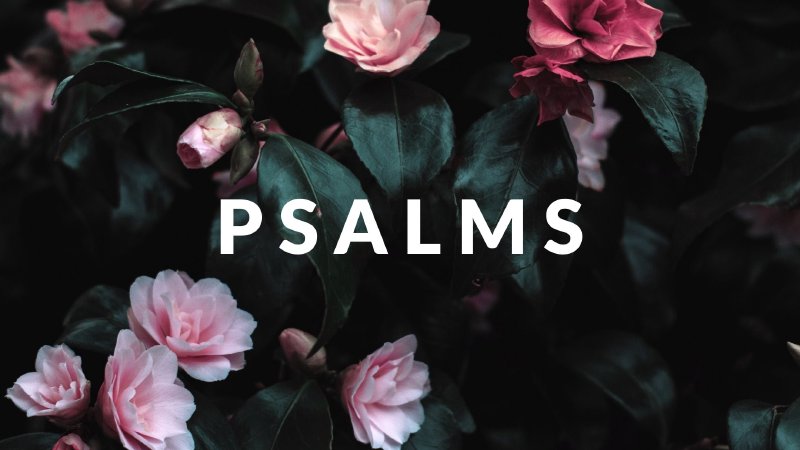 Psalm 146 | Parkland Chapel