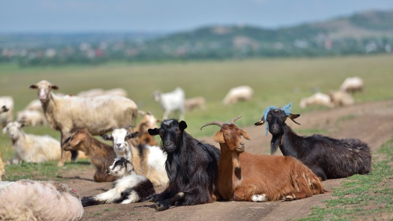 Sheep and Goats | Mountain View Chapel